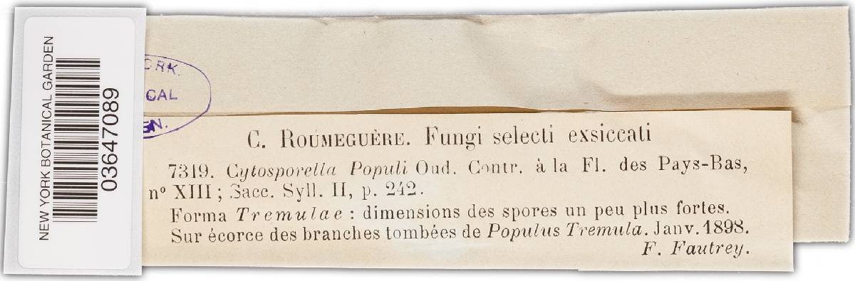 Cytosporella populi image