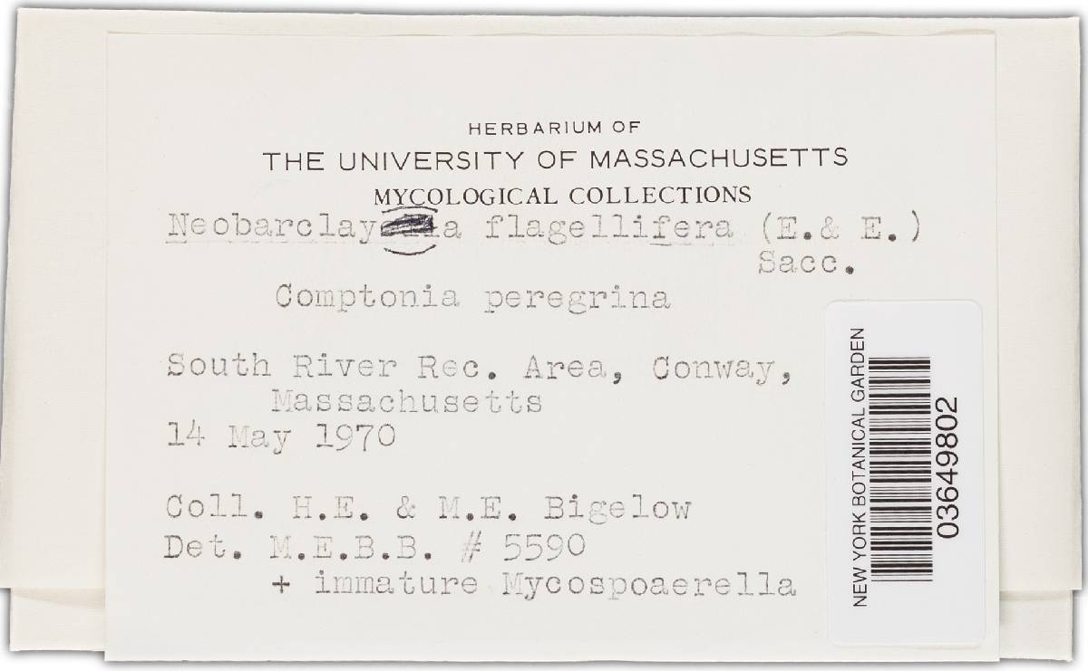 Uniseta flagellifera image