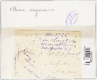 Phoma longissima image