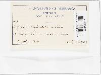 Phyllosticta serotina image