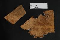 Uredo oleariae image