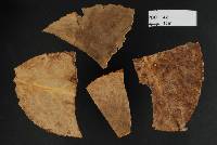 Uredo oleariae image