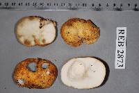 Rhizopogon ochraceorubens image