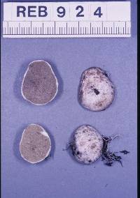 Rhizopogon subcaerulescens image