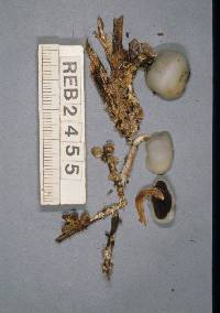 Thumbnail image of current specimen