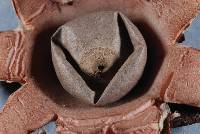 Geastrum velutinum image
