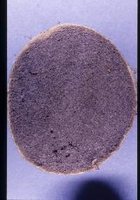 Rhizopogon occidentalis image
