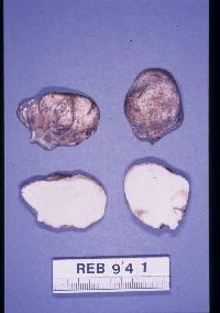 Media resource of Rhizopogon smithii