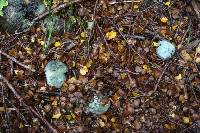 Image Associated With the Occurrence