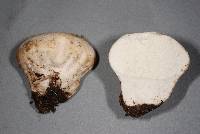 Lycoperdon pratense image