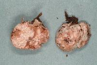 Hydnangium carneum image