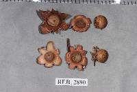 Geastrum velutinum image