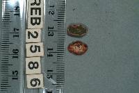 Stereopsis hiscens image