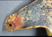 Boletus chrysenteron image