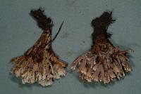 Stereopsis hiscens image