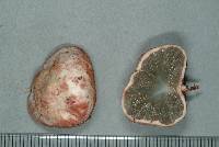 Media resource of Hysterangium inflatum