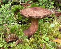 Thumbnail image of current specimen