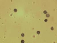 Lactarius sepiaceus image