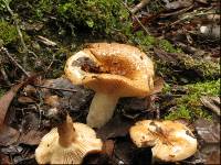 Thumbnail image of current specimen
