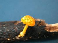 Cyptotrama asprata image
