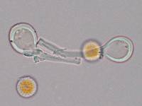 Melampsora epitea var. epitea image