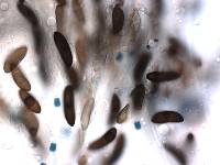 Xylaria schweinitzii image