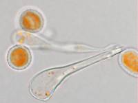 Melampsora ricini image