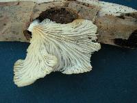 Pleurotus djamor image