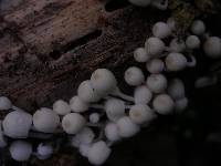 Coprinellus aureogranulatus image