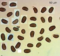 Coprinellus aureogranulatus image