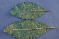 Melampsora epitea var. epitea image