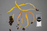 Clavulinopsis laeticolor image