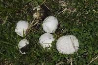 Bovista plumbea image