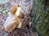 Tapinella atrotomentosa image