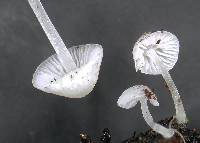 Hemimycena tortuosa image
