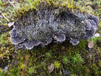 Thelephora terrestris image