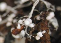 Leucocoprinus cepistipes image