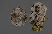 Bjerkandera adusta image