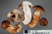 Tricholoma albobrunneum image