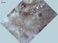 Descomyces albellus image
