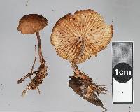 Media resource of Gymnopus subpruinosus