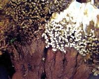 Phellodon plicatus image