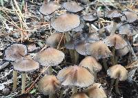 Coprinellus truncorum image