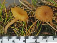 Lichenomphalia chromacea image