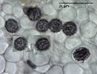 Russula roseopileata image