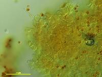 Thumbnail image of current specimen