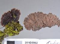 Thelephora terrestris image