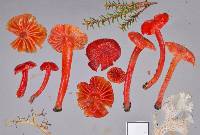 Hygrocybe helobia image