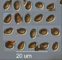 Agaricus californicus image