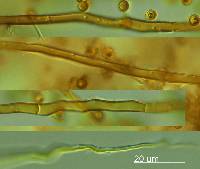 Thumbnail image of current specimen